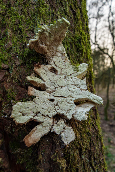 2026-03-06 - Haltern Hullern
