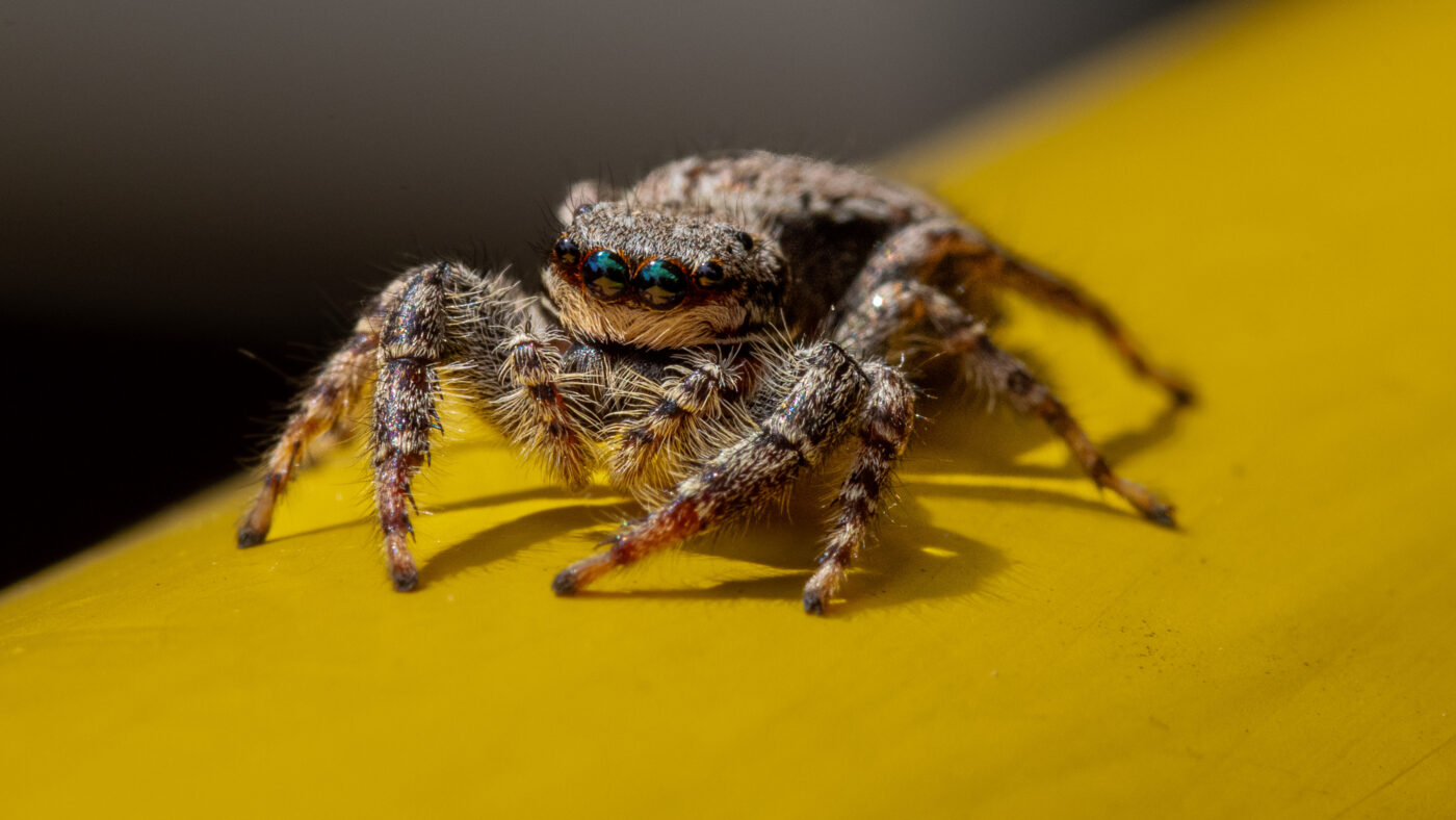 2026-05-21 - Residenzia - Balkon - Springspinne