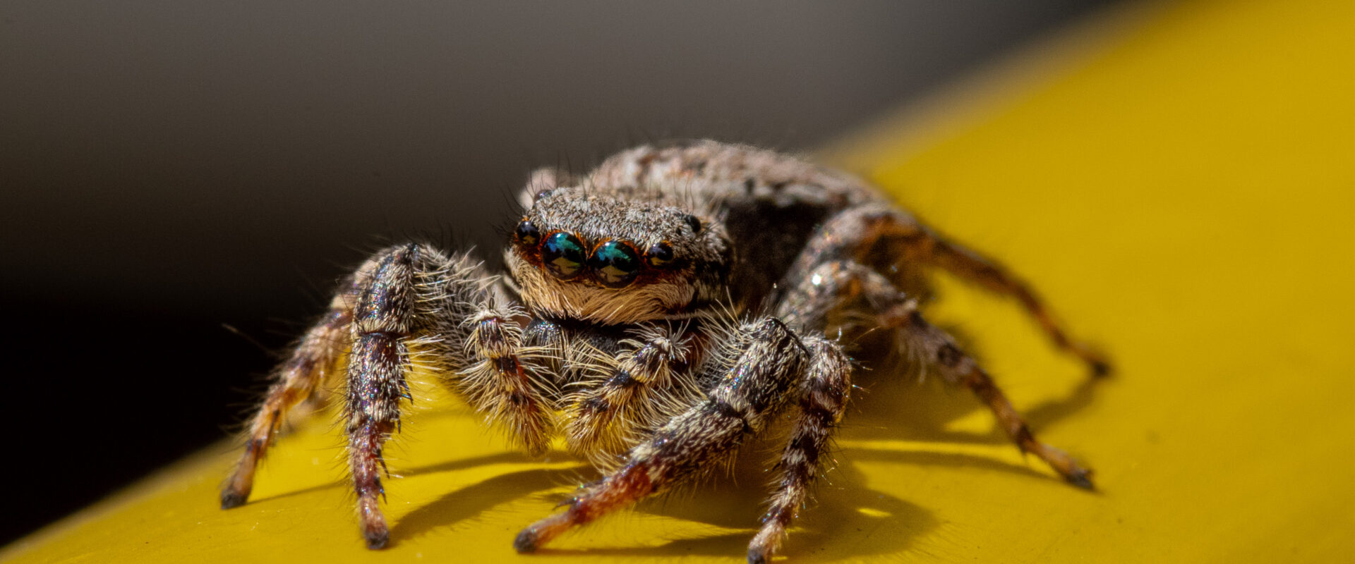 °rindenspringspinne°