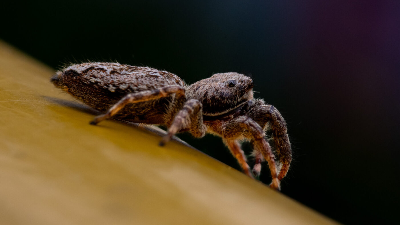 2026-05-21 - Residenzia - Balkon - Springspinne