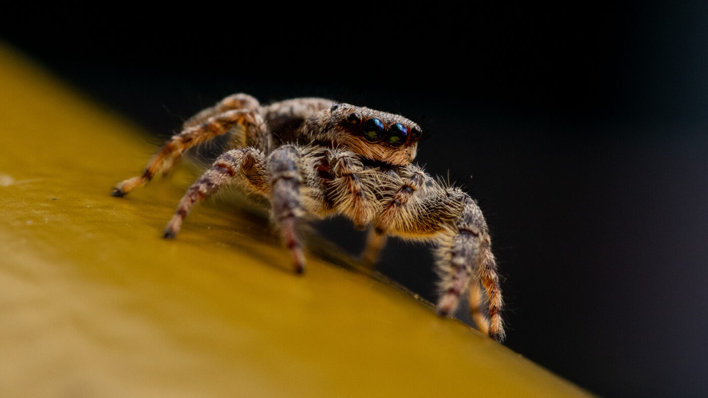 2026-05-21 - Residenzia - Balkon - Springspinne