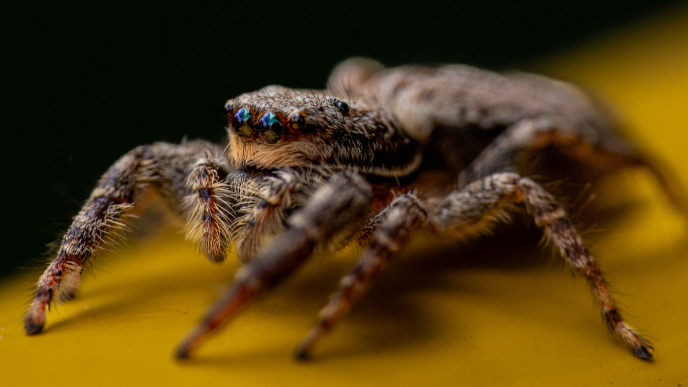 2026-05-21 - Residenzia - Balkon - Springspinne