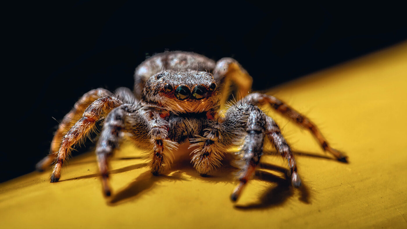 2026-05-21 - Residenzia - Balkon - Springspinne