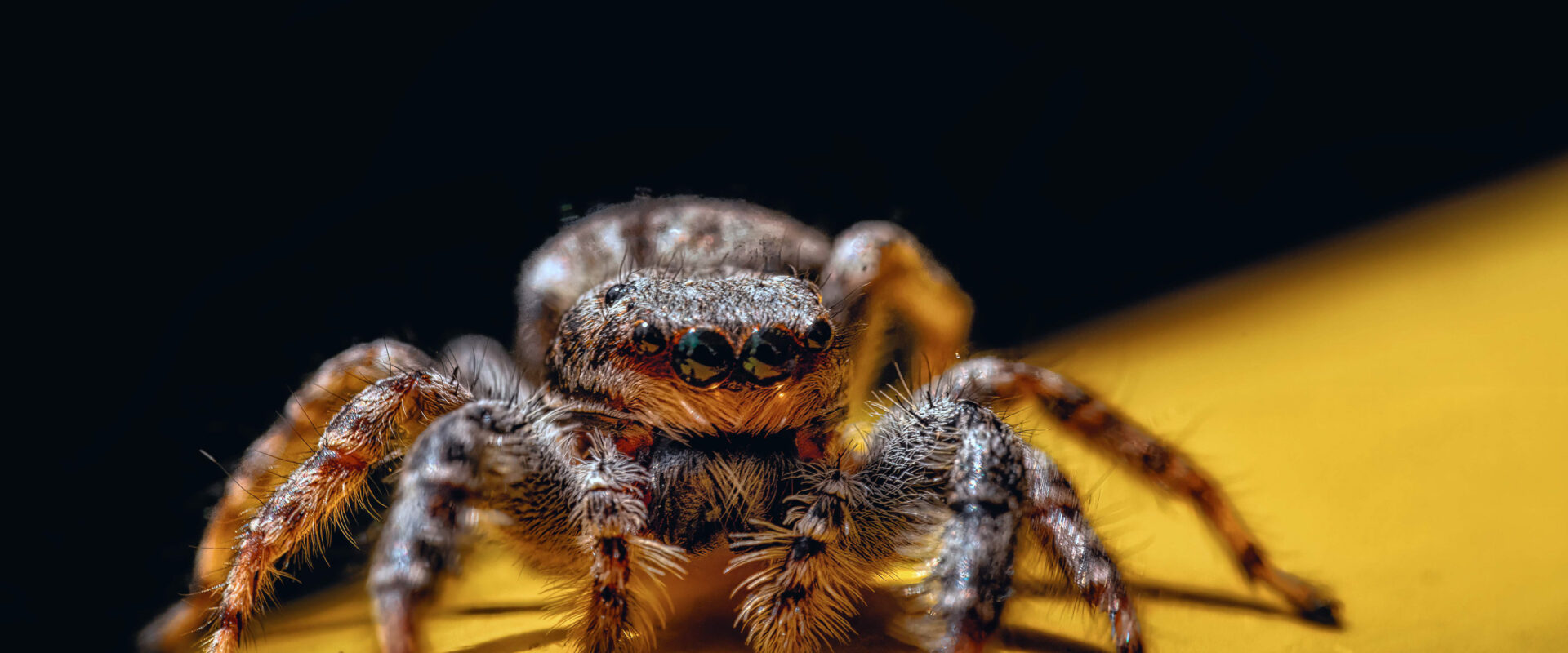 2026-05-21 – Residenzia – Balkon – Springspinne