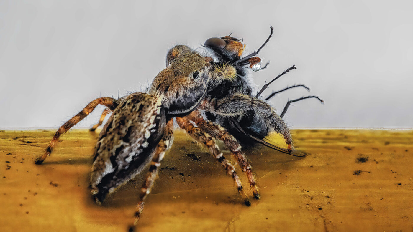 2026-05-21 - Residenzia - Balkon - Springspinne