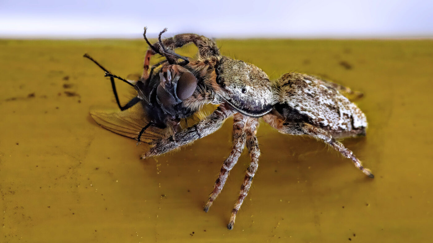 2026-05-21 - Residenzia - Balkon - Springspinne