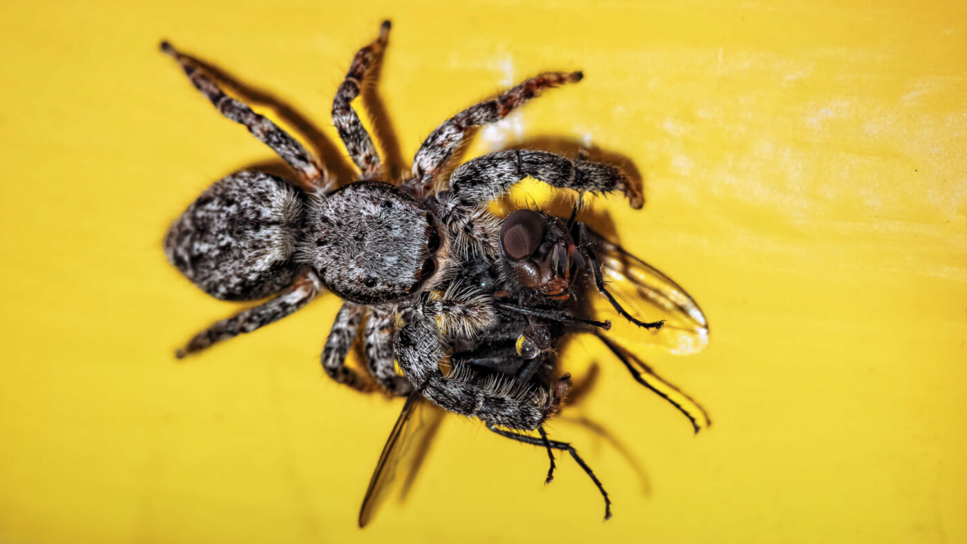 2026-05-21 - Residenzia - Balkon - Springspinne
