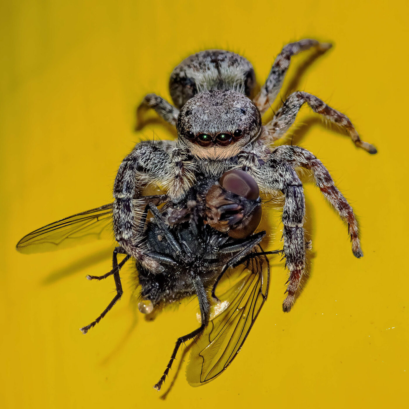 2026-05-21 - Residenzia - Balkon - Springspinne