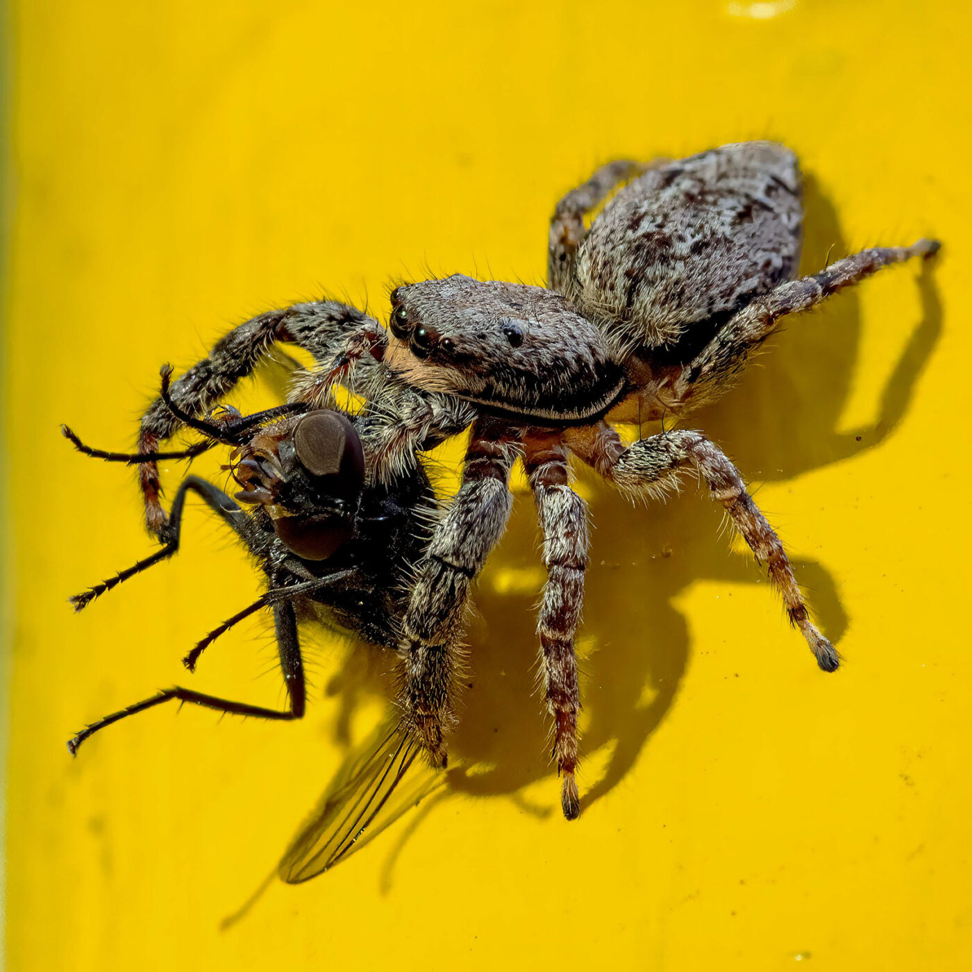 2026-05-21 - Residenzia - Balkon - Springspinne