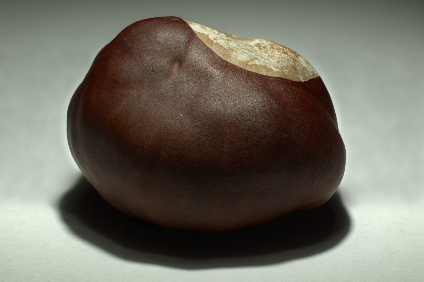 2016-04-29 - Makroaufnahme einer Kastanie