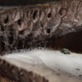 © Ute Schwerfel - IMG_4761